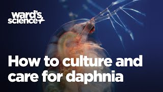 Caring and Culturing for Daphnia [upl. by Ojimmas]