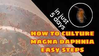 How to Culture Magna Daphnia Easily [upl. by Nodarse265]