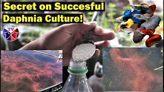 How to Culture Daphnia Successfully [upl. by Etirugram]