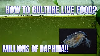 How to Culture Daphnia Secret Method to Breed MILLIONS  Simply Aquatic [upl. by Aivekal]