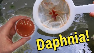 How I Culture Daphnia In Outdoor Tubs [upl. by Norford]