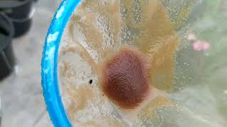 How to culture daphnia moina in a small container Part 1 English Subtitle [upl. by Nhaj]