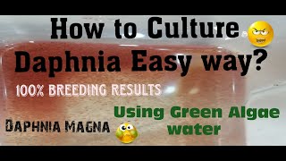 Daphnia MagnaHow to Culture Daphnia Easy wayCulturing Daphnia using Green water Daphnia [upl. by Anned]