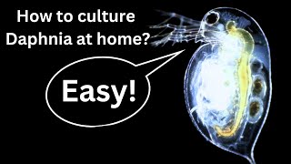 BEST Live Fish Food Beginner guide How to Culture Daphnia at home [upl. by Amikay]