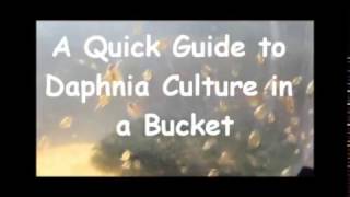 How to culture daphnia outside [upl. by Cinderella]