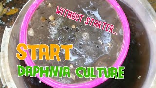 How to culture daphnia moina the easy way 1  Starting the Daphnia culture [upl. by Bainter]