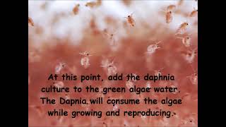 Daphnia  How to grow daphnia in your home [upl. by Rudolfo]