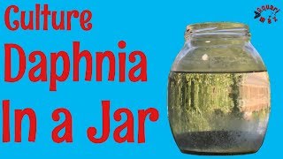 How to Culture Daphnia in a Jar [upl. by Etnuaed]