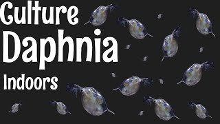 How to Culture Daphnia [upl. by Zollie]