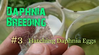 Daphnia Culture made simple and easy 3  Hatching Daphnia eggs [upl. by Margery607]