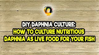 DIY Daphnia Culture How to Culture Nutritious Daphnia as Live Food for Your Fish [upl. by Digirb]