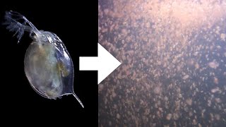 How I Culture Daphnia [upl. by Horwath]