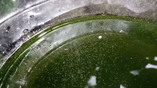 DAPHNIA MOINA CULTURE IN A SMALL BUCKET [upl. by Anhaj]