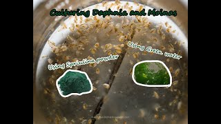 How To Culture Daphnia and Moinas using Green Water Spirulina powder [upl. by Ricky180]