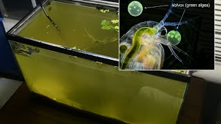 Raising Daphnia for the Freshwater Aquarium [upl. by Aicella]