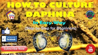 HOW TO CULTURE DAPHNIA In Easy Way [upl. by Eelesor]